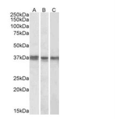 Western Blot: POLDIP2 Antibody [NBP1-68874]