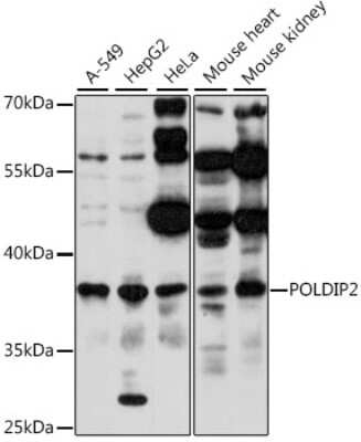 Western Blot: POLDIP2 AntibodyAzide and BSA Free [NBP2-94165]