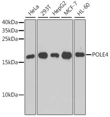 Western Blot: POLE4 AntibodyBSA Free [NBP2-93562]