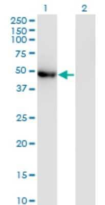 Western Blot: POLG2 Antibody (1A2) [H00011232-M01]