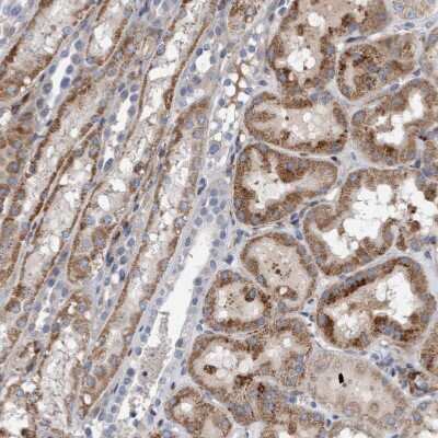 Immunohistochemistry-Paraffin: POLG2 Antibody [NBP1-83227]
