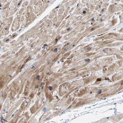 Immunohistochemistry-Paraffin: POLG2 Antibody [NBP1-83227]