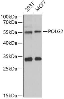 Western Blot: POLG2 AntibodyBSA Free [NBP2-94064]