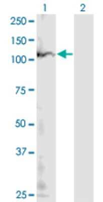 Western Blot: POLR1B Antibody (4H6) [H00084172-M10]