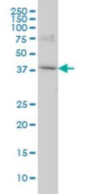 Western Blot: POLR1C Antibody (M1) [H00009533-M05]