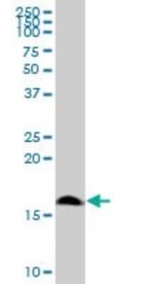 Western Blot: POLR1D Antibody [H00051082-B01P]