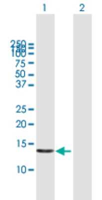 Western Blot: POLR1D Antibody [H00051082-B01P]