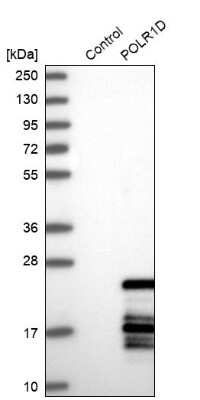 Western Blot: POLR1D Antibody [NBP1-82655]