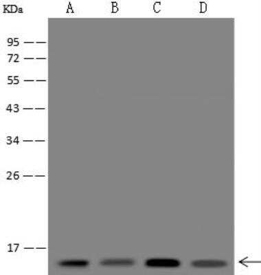 Western Blot: POLR1D Antibody [NBP3-12596]