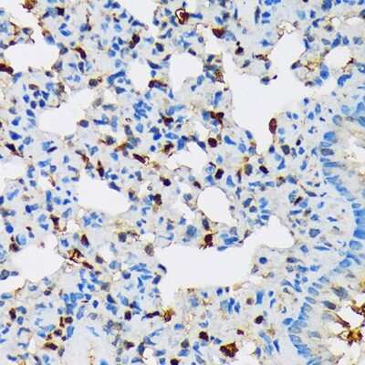 Immunohistochemistry-Paraffin: POLR2C Antibody (3T8K8) [NBP3-16871]