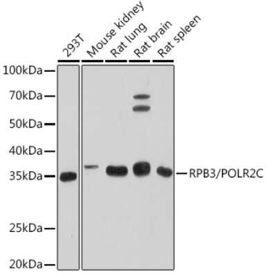 Western Blot: POLR2C Antibody (3T8K8) [NBP3-16871]