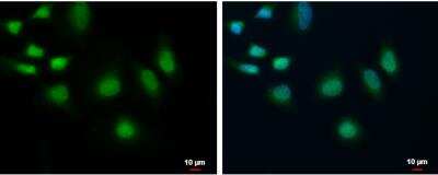 Immunocytochemistry/ Immunofluorescence: POLR2C Antibody [NBP2-19885]