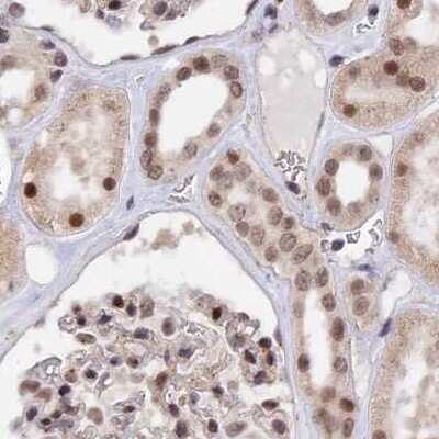 Immunohistochemistry-Paraffin: POLR2C Antibody [NBP1-80817]