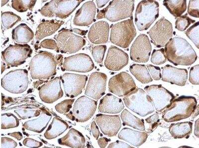 Immunohistochemistry-Paraffin: POLR2C Antibody [NBP2-19885]