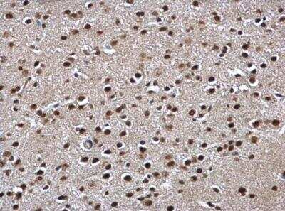 Immunohistochemistry-Paraffin: POLR2C Antibody [NBP2-19885]