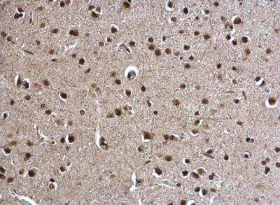 Immunohistochemistry-Paraffin: POLR2C Antibody [NBP2-19885]