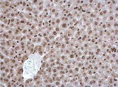 Immunohistochemistry-Paraffin: POLR2C Antibody [NBP2-19885]
