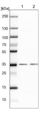 Western Blot: POLR2C Antibody [NBP1-80817]