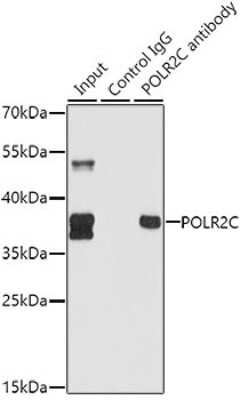 Western Blot: POLR2C AntibodyBSA Free [NBP2-94433]