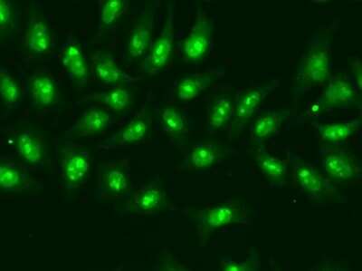 Immunocytochemistry/ Immunofluorescence: POLR2D Antibody - BSA Free [NBP2-93656]