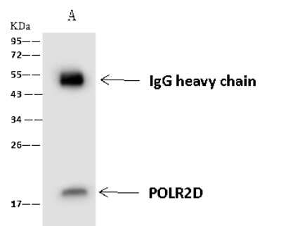 Immunoprecipitation: POLR2D Antibody [NBP2-97517]