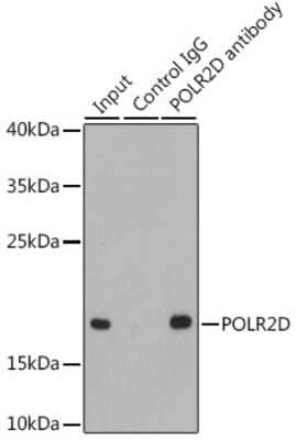 Western Blot: POLR2D AntibodyBSA Free [NBP2-93656]