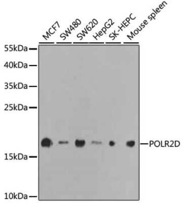 Western Blot: POLR2D AntibodyBSA Free [NBP2-93656]