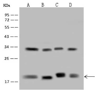 Western Blot: POLR2D Antibody [NBP2-97517]