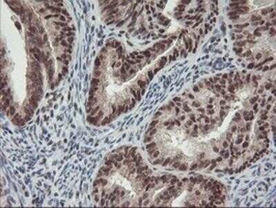 Immunohistochemistry: POLR2E Antibody (OTI3B5) - Azide and BSA Free [NBP2-73518]