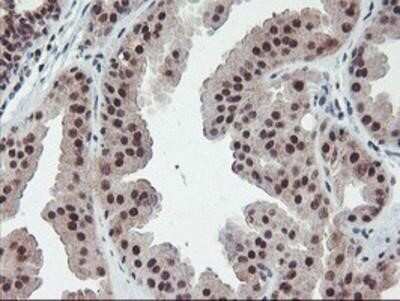 Immunohistochemistry: POLR2E Antibody (OTI3B5) - Azide and BSA Free [NBP2-73518]