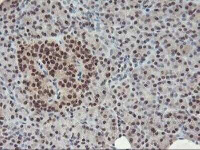 Immunohistochemistry: POLR2E Antibody (OTI3B5) - Azide and BSA Free [NBP2-73518]