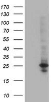 Western Blot: POLR2E Antibody (OTI3B5)Azide and BSA Free [NBP2-73518]