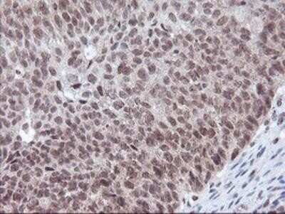 Immunohistochemistry-Paraffin: POLR2E Antibody (OTI3B5) [NBP2-00482]