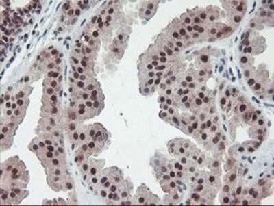 Immunohistochemistry-Paraffin: POLR2E Antibody (OTI3B5) [NBP2-00482]