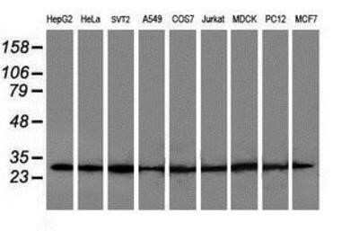 Western Blot: POLR2E Antibody (OTI3B5) [NBP2-00482]