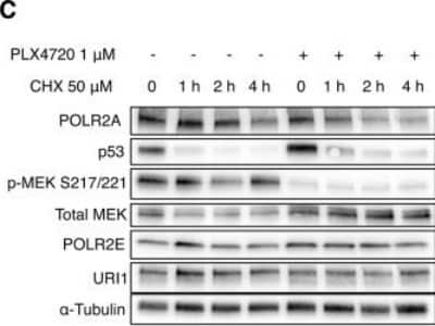 Western Blot: POLR2E Antibody (OTI3B5) [NBP2-00482]