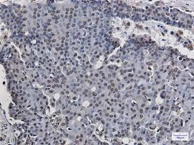 Immunohistochemistry-Paraffin: POLR2E Antibody (S05-8J5) [NBP3-14993]