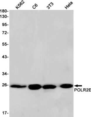 Western Blot: POLR2E Antibody (S05-8J5) [NBP3-14993]