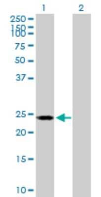 Western Blot: POLR2E Antibody [H00005434-B01P]