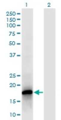 Western Blot: POLR2F Antibody (2G2) [H00005435-M02]