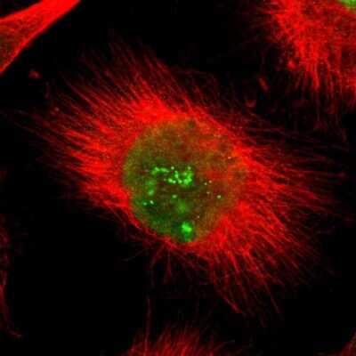 Immunocytochemistry/ Immunofluorescence: POLR2F Antibody [NBP1-81714]