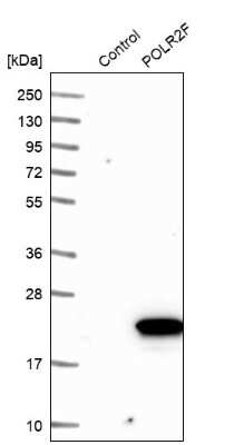 Western Blot: POLR2F Antibody [NBP1-81714]