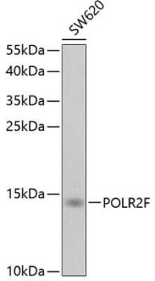 Western Blot: POLR2F AntibodyBSA Free [NBP2-93580]