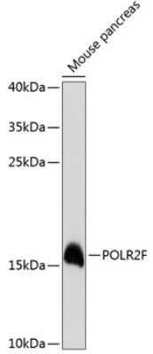 Western Blot: POLR2F AntibodyAzide and BSA Free [NBP2-93621]