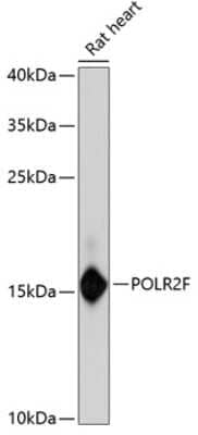 Western Blot: POLR2F AntibodyAzide and BSA Free [NBP2-95214]