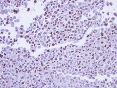 Immunohistochemistry-Paraffin: POLR2G Antibody [NBP1-32716]