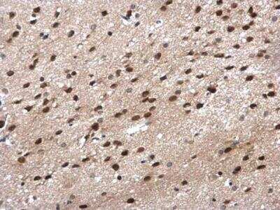 Immunohistochemistry-Paraffin: POLR2G Antibody [NBP1-32716]