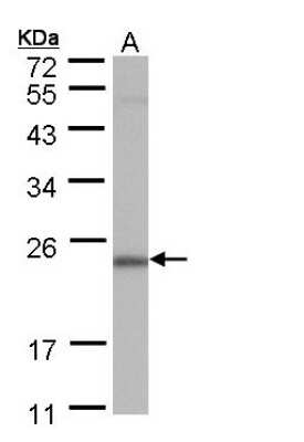 Western Blot: POLR2G Antibody [NBP1-32716]