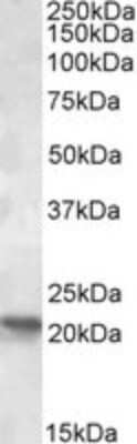 Western Blot: POLR2G Antibody [NBP1-37777]