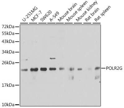 Western Blot: POLR2G AntibodyBSA Free [NBP2-95215]